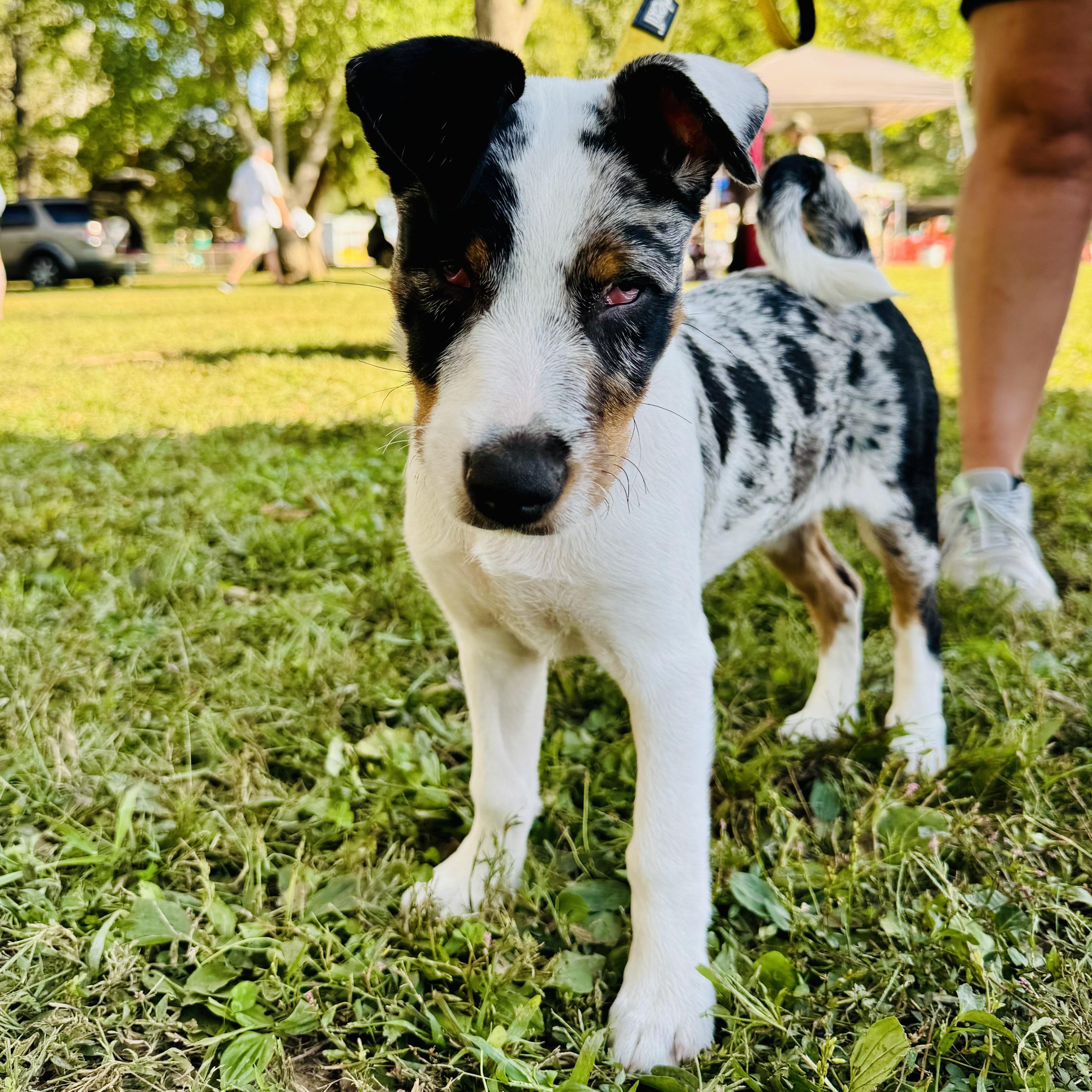 Enlarge Journey, an adoptable mixed breed in Murphysboro, IL image 4/5