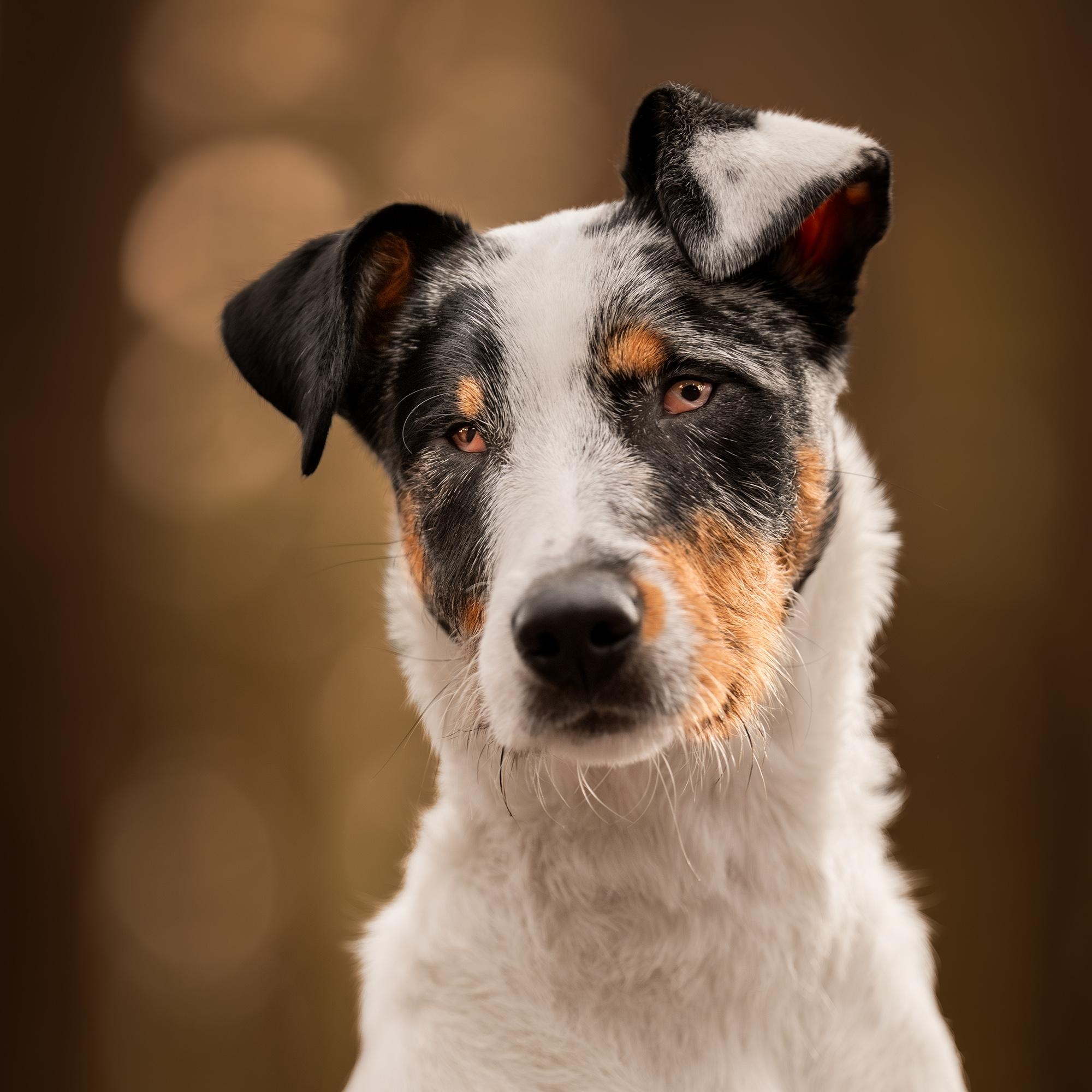 Journey, an adoptable mixed breed in Murphysboro, IL image 2/6