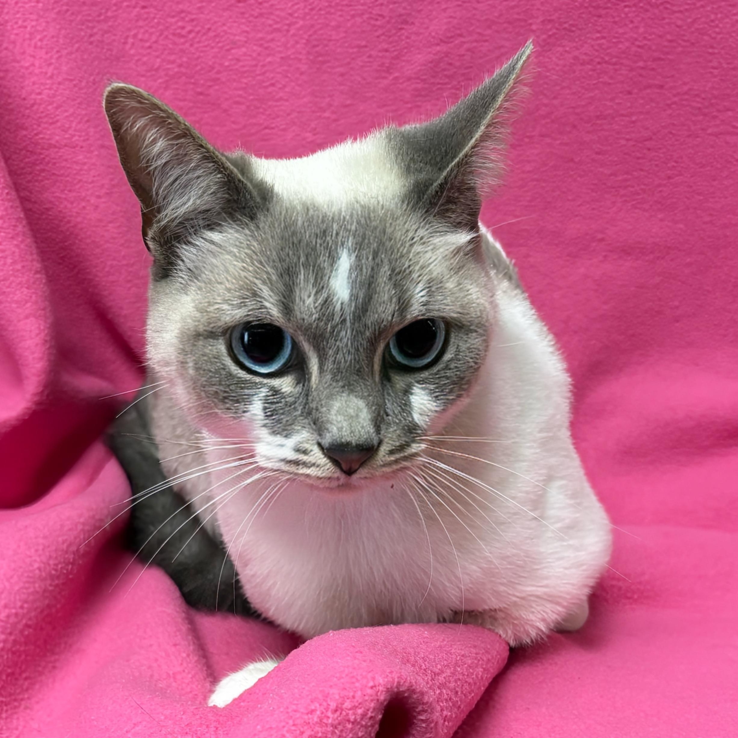 Angelina, adoptable, Adult Female Siamese.