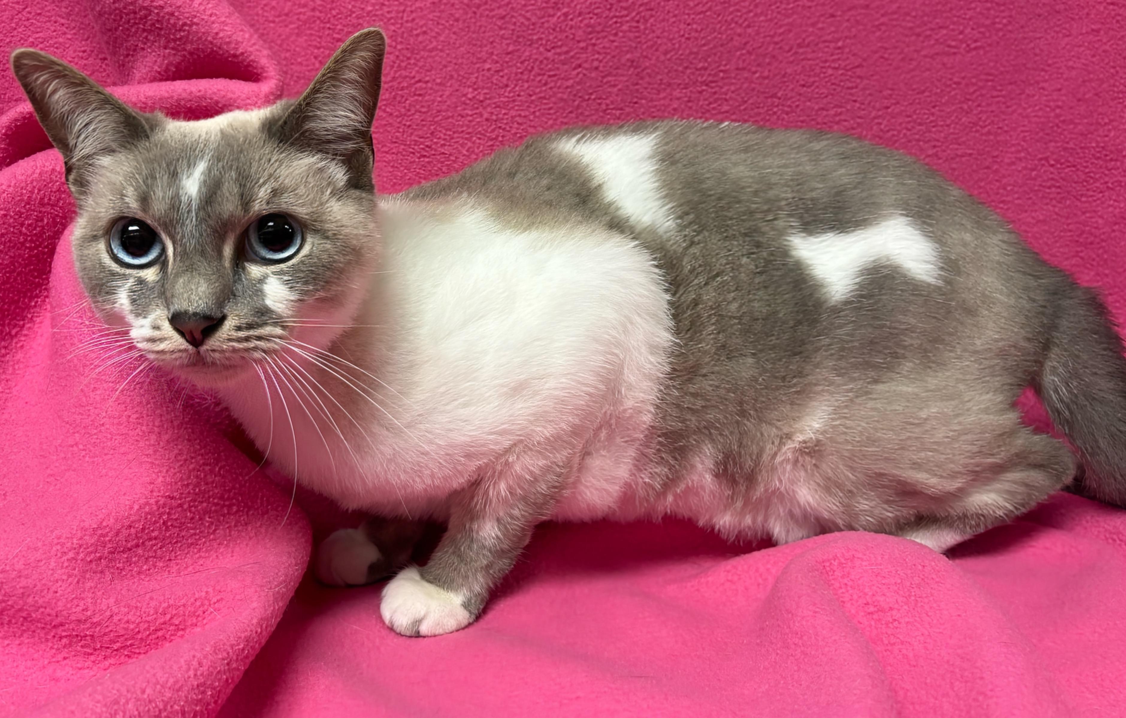 Angelina, an adoptable Siamese in Valdosta, GA image 2/2
