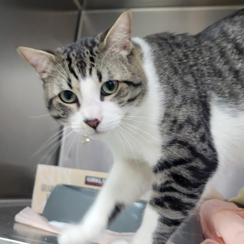 Cowabunga, Adoptable, Adult Male Domestic Short Hair.