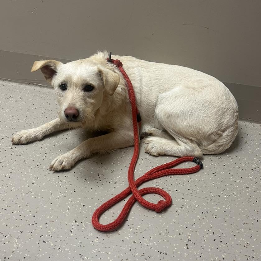 Enlarge Lady Pink, a Adoptable mixed breed in Whitewright, TX image 1/3