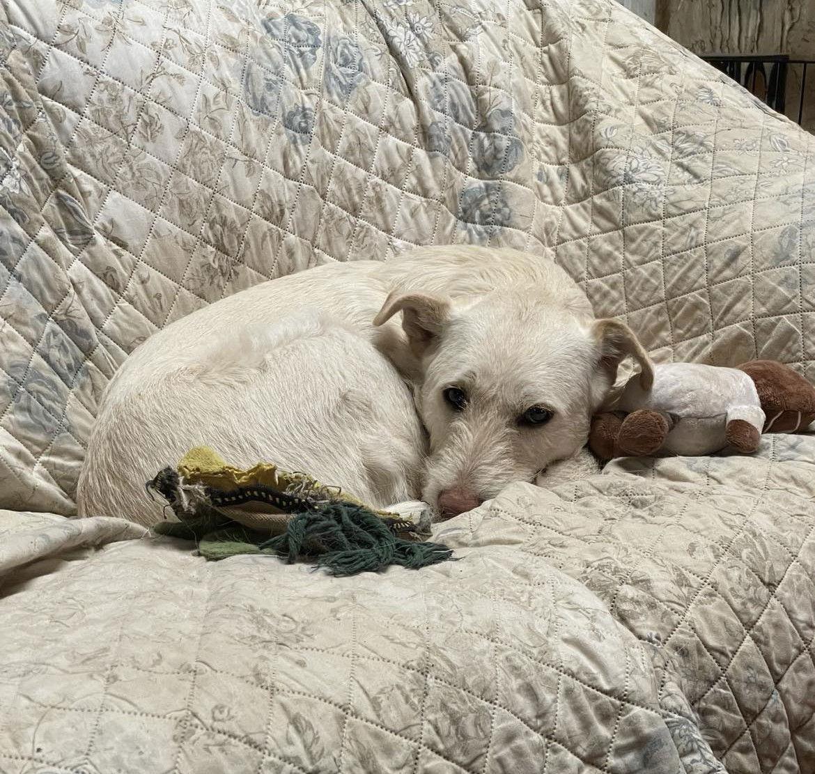 Enlarge Lady Pink, a Adoptable mixed breed in Whitewright, TX image 2/3