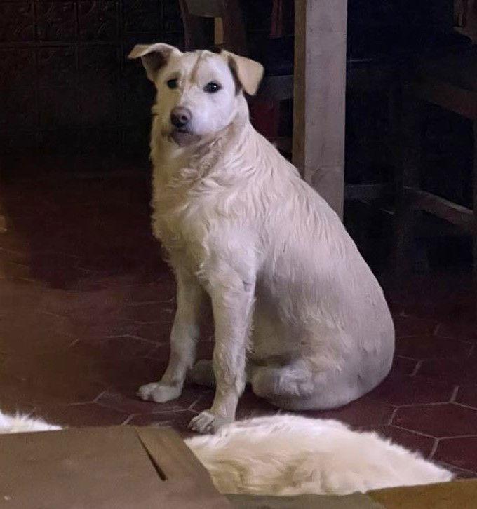 Enlarge Lady Pink, a Adoptable mixed breed in Whitewright, TX image 3/3