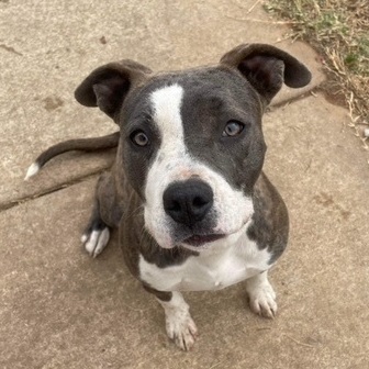 Hope, a Adoptable Staffordshire Bull Terrier in Bixby, OK image 1/8