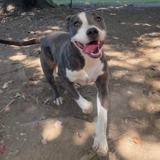 Hope, a Adoptable Staffordshire Bull Terrier in Bixby, OK image 2/8
