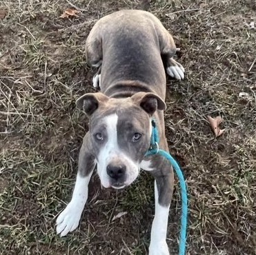 Hope, a Adoptable Staffordshire Bull Terrier in Bixby, OK image 3/8