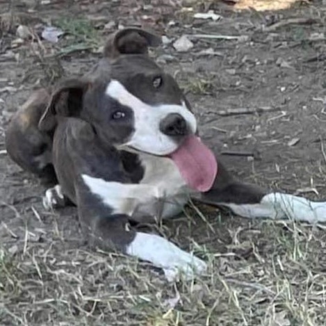 Hope, a Adoptable Staffordshire Bull Terrier in Bixby, OK image 4/8