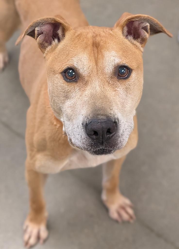Barry, Adoptable, Adult Male Pit Bull Terrier & Mixed Breed.
