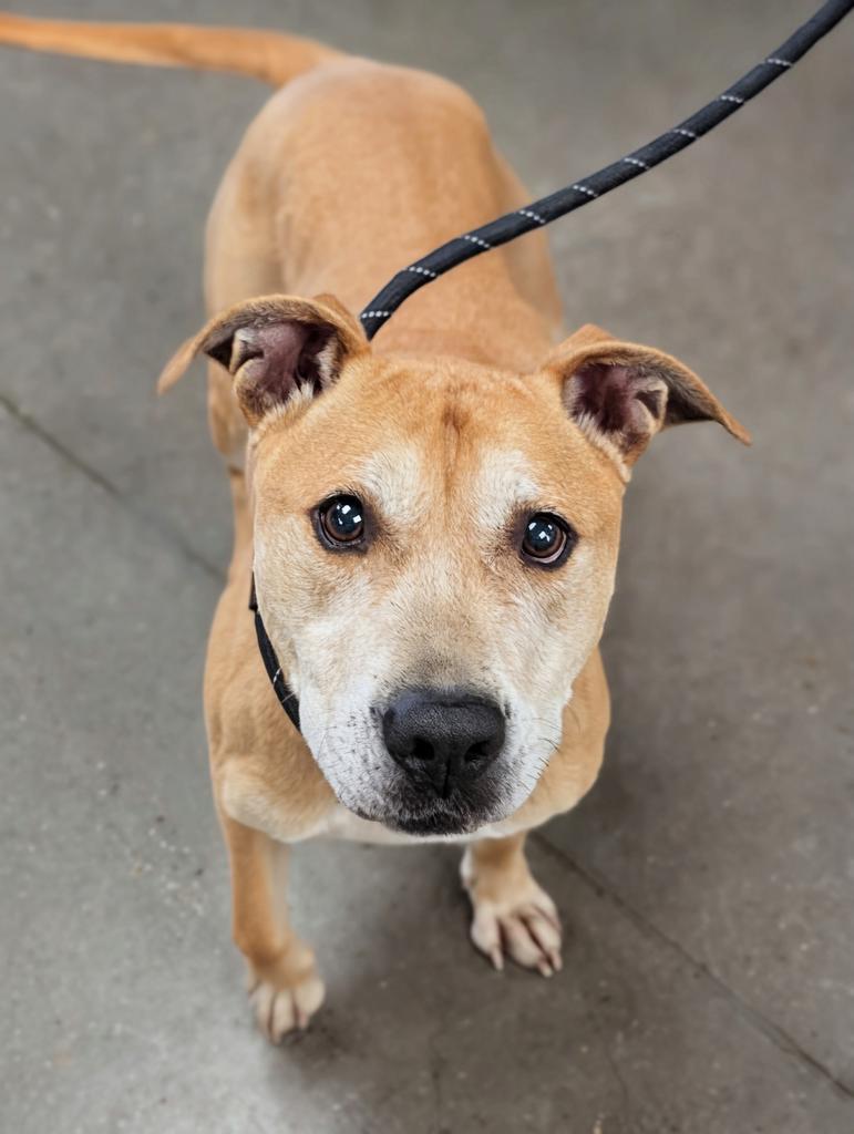 Barry, a Adoptable mixed breed in Greenfield, IN image 2/5