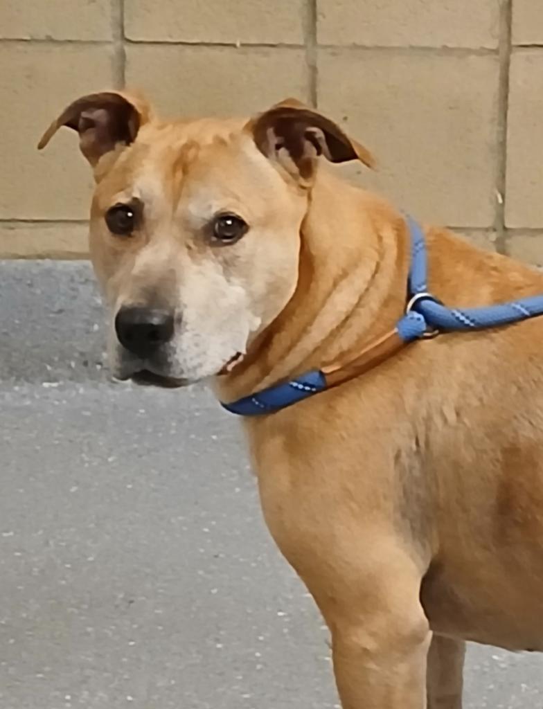 Barry, Adoptable, Adult Male Pit Bull Terrier & Mixed Breed.