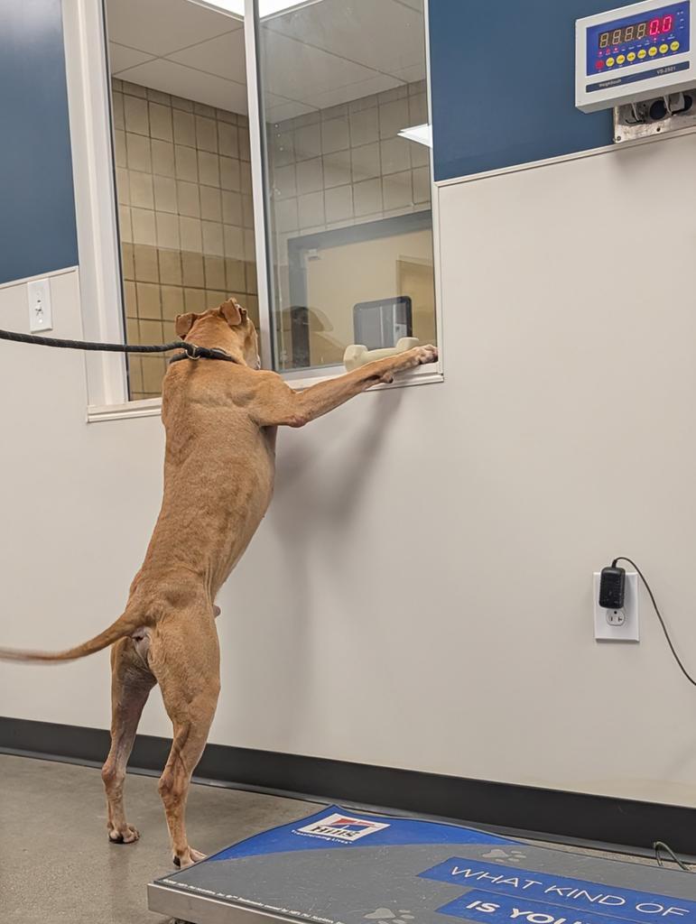 Barry, a Adoptable mixed breed in Greenfield, IN image 4/5