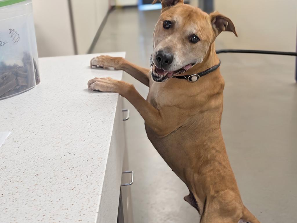 Barry, a Adoptable mixed breed in Greenfield, IN image 5/5