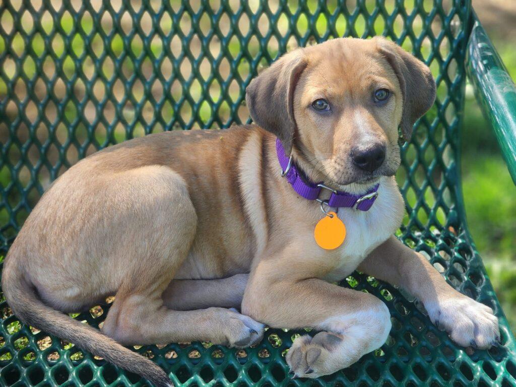 Chloe, a ADOPTABLE mixed breed in Red Hook, NY image 2/4