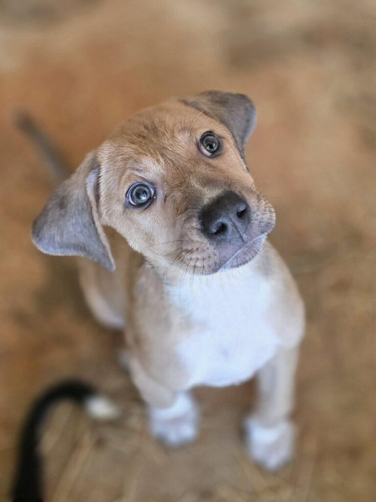 Chloe, a ADOPTABLE mixed breed in Red Hook, NY image 3/4