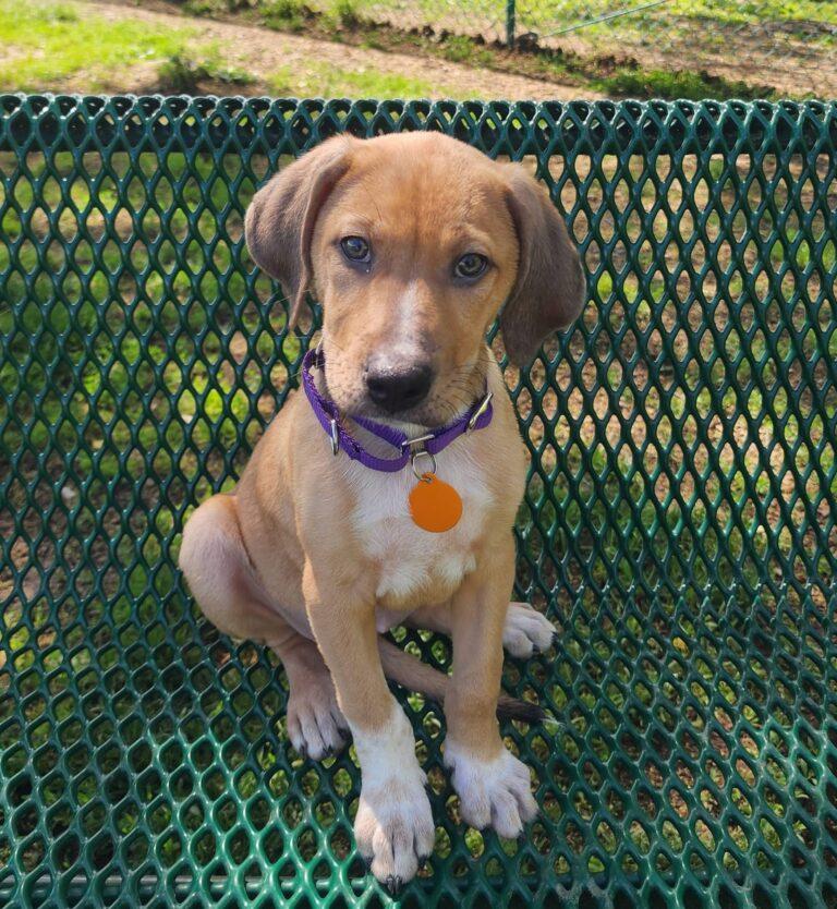 Chloe, a ADOPTABLE mixed breed in Red Hook, NY image 1/4
