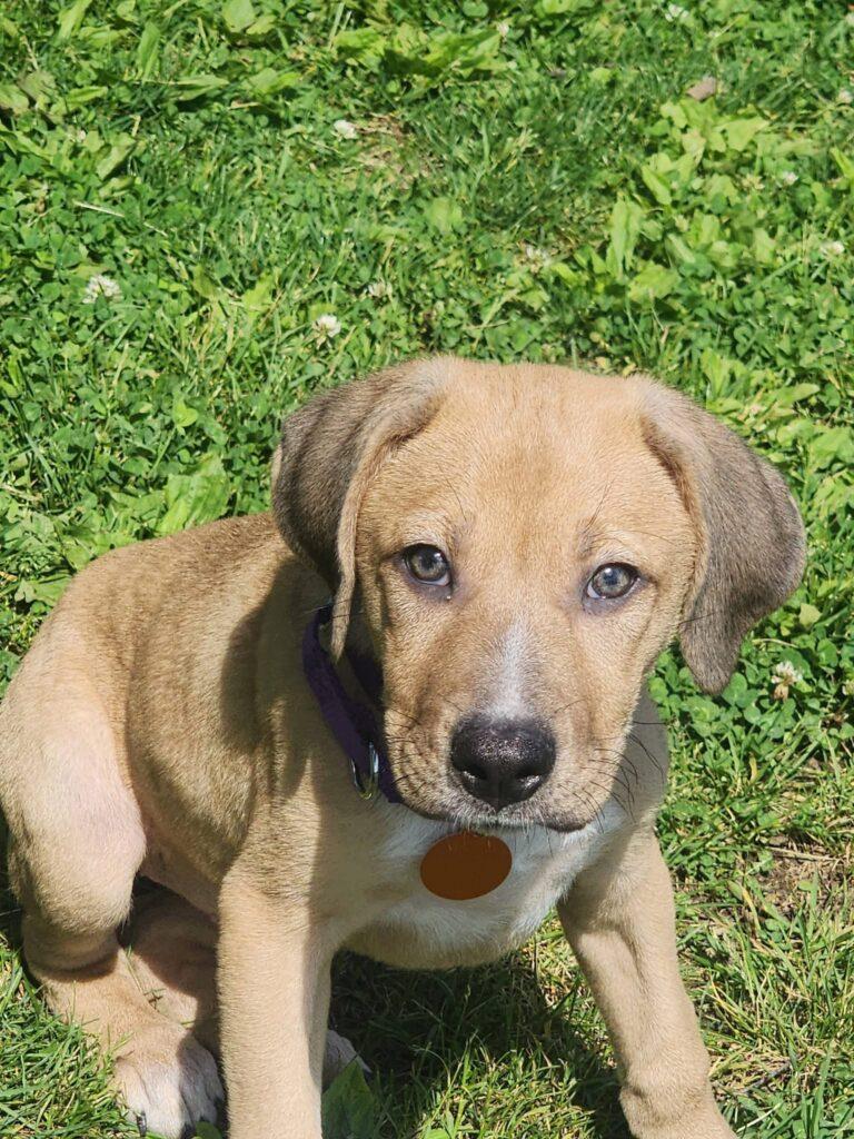 Chloe, a ADOPTABLE mixed breed in Red Hook, NY image 4/4