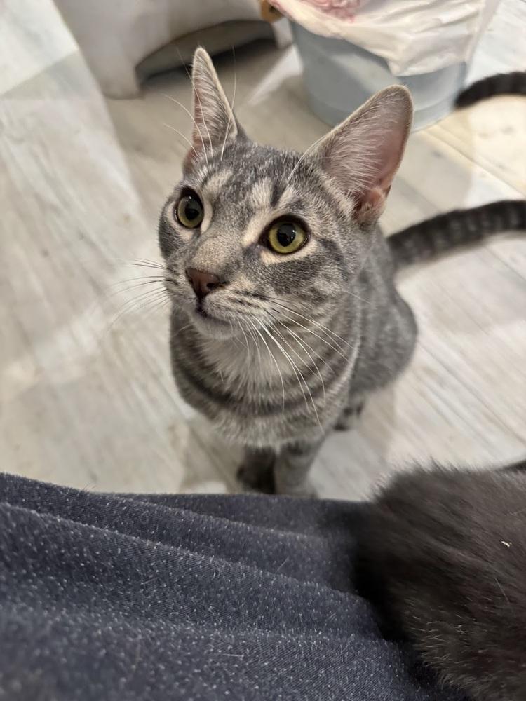 Cosmo, Adoptable, Kitten Male Domestic Short Hair.