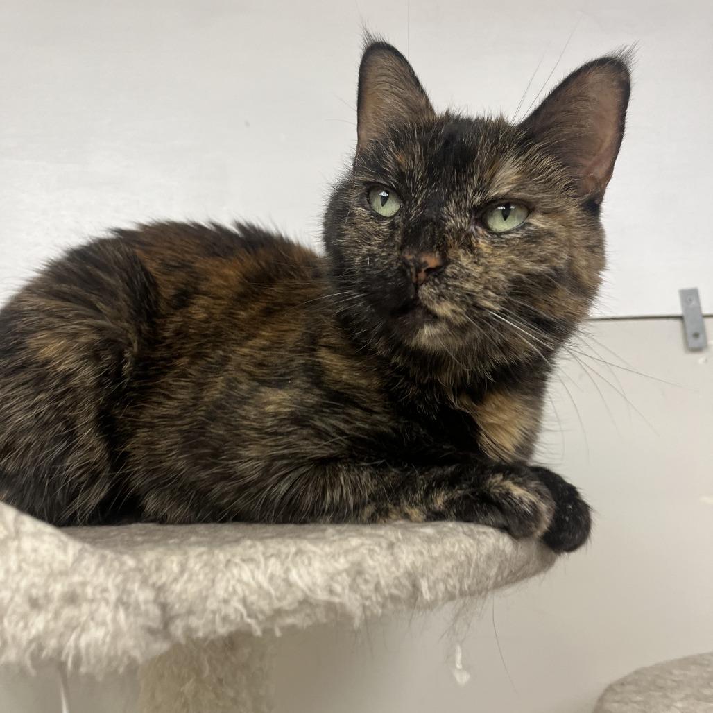 Meeka, Adoptable, Senior Female Domestic Short Hair.