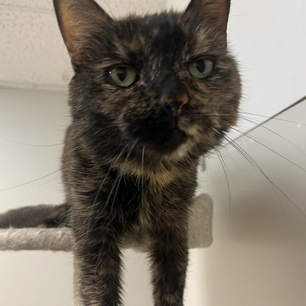 Enlarge Meeka, a Adoptable Domestic Short Hair in Las Vegas, NV image 2/4