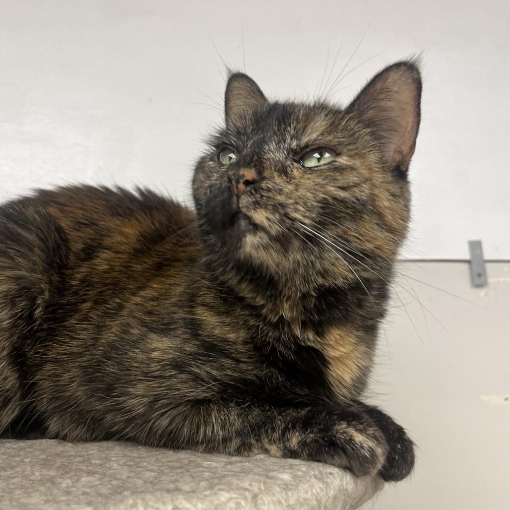 Enlarge Meeka, a Adoptable Domestic Short Hair in Las Vegas, NV image 3/4