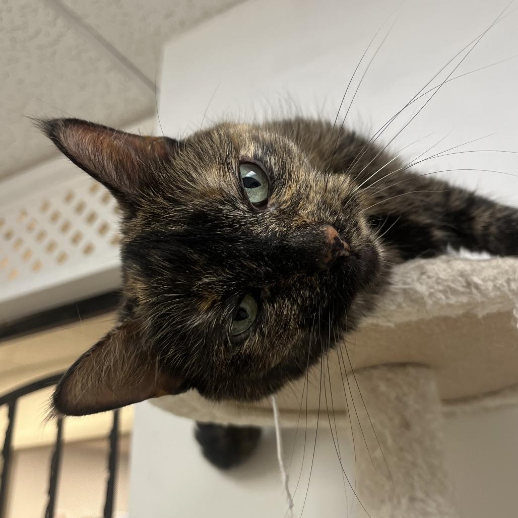 Enlarge Meeka, a Adoptable Domestic Short Hair in Las Vegas, NV image 4/4