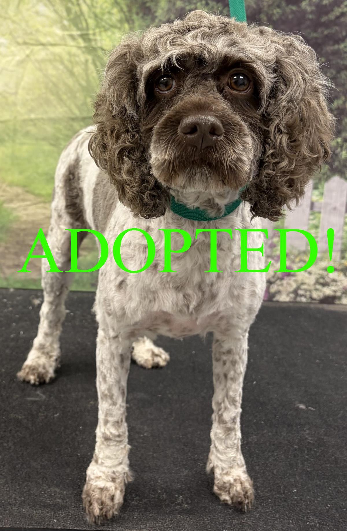 Daisy, Adoptable, Adult Female Cockapoo.