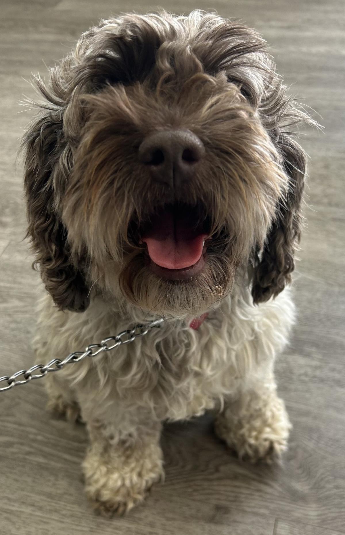 Enlarge Daisy, a Adoptable Cockapoo in Westminster, MD image 2/3