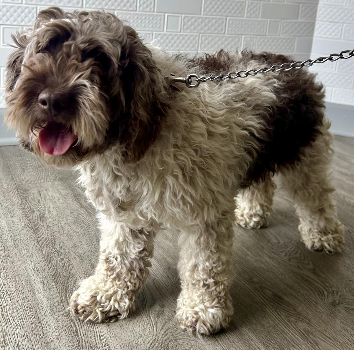 Enlarge Daisy, a Adoptable Cockapoo in Westminster, MD image 3/3