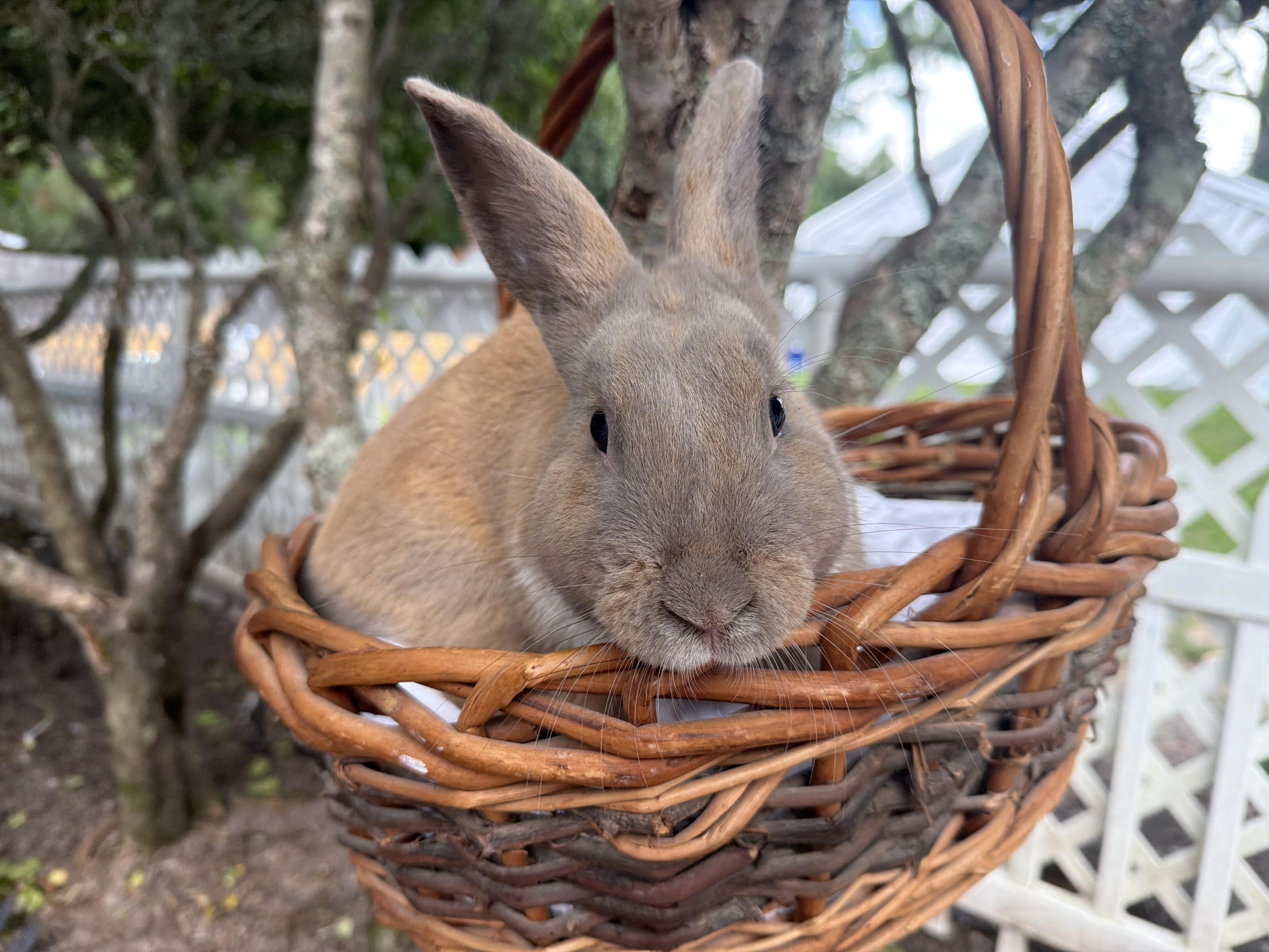 Toffee, Adoptable, Young Male Bunny Rabbit.