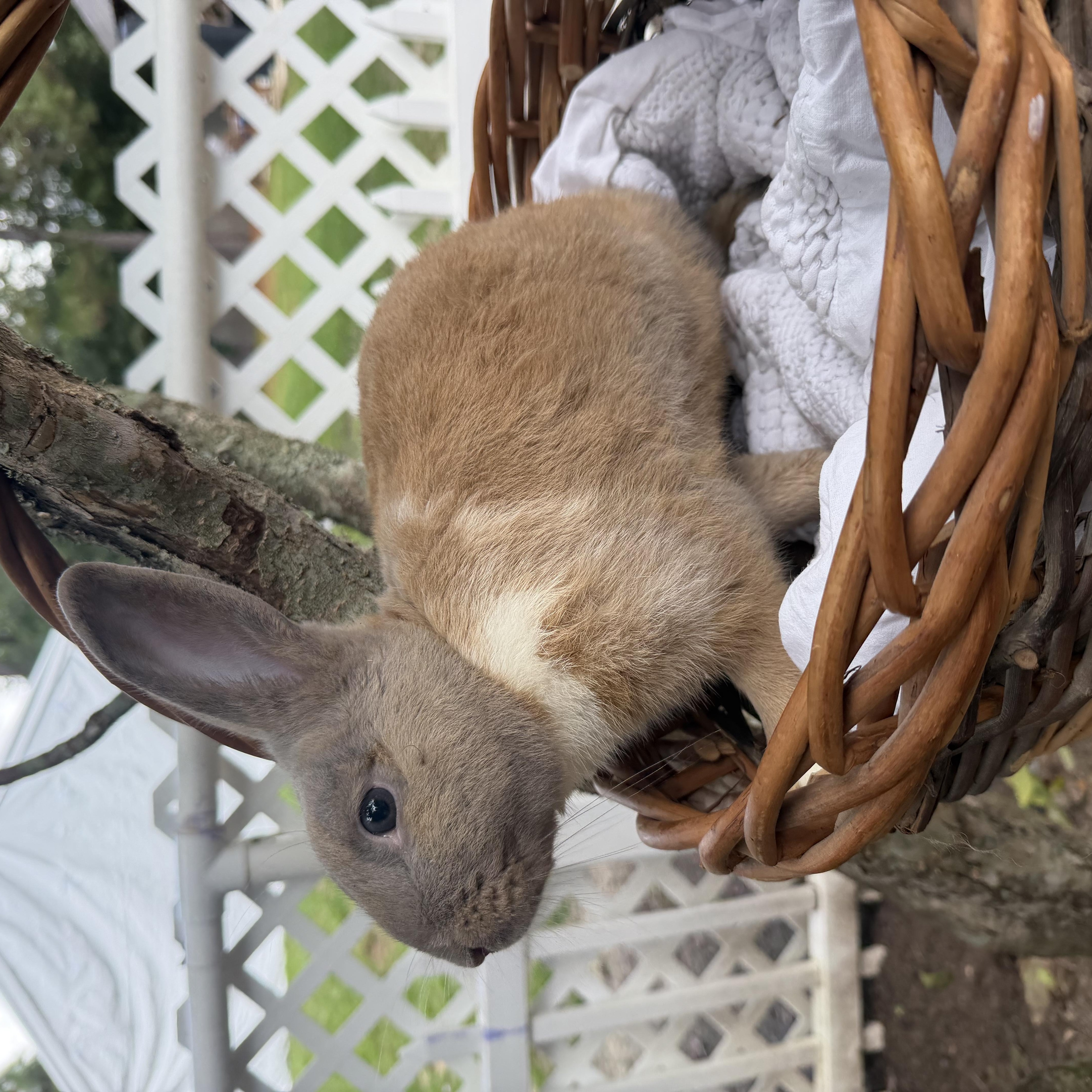 Enlarge Toffee, a Adoptable Bunny Rabbit in Navarre, FL image 3/3