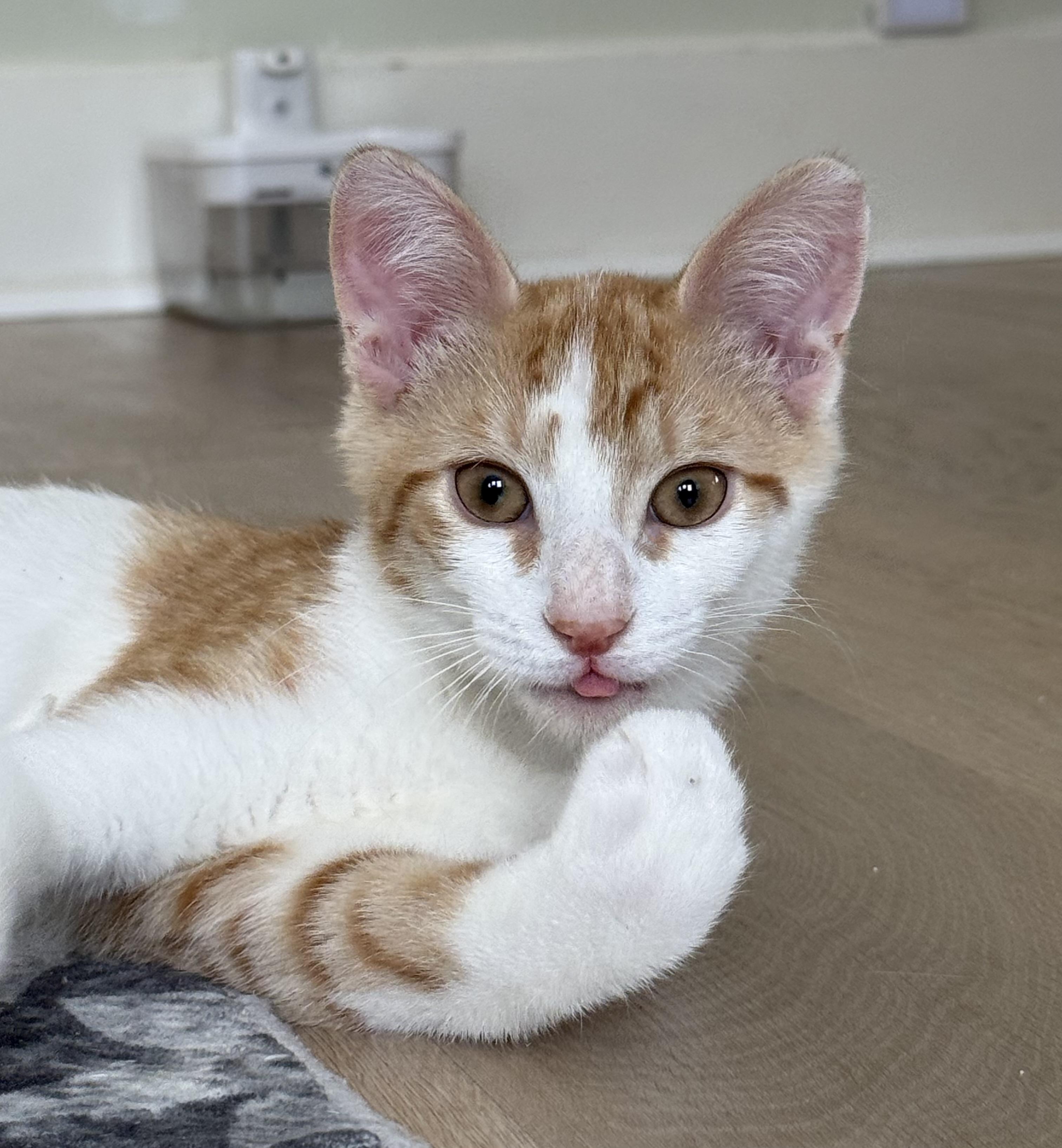 Benny, adopted, Kitten Male Domestic Short Hair.