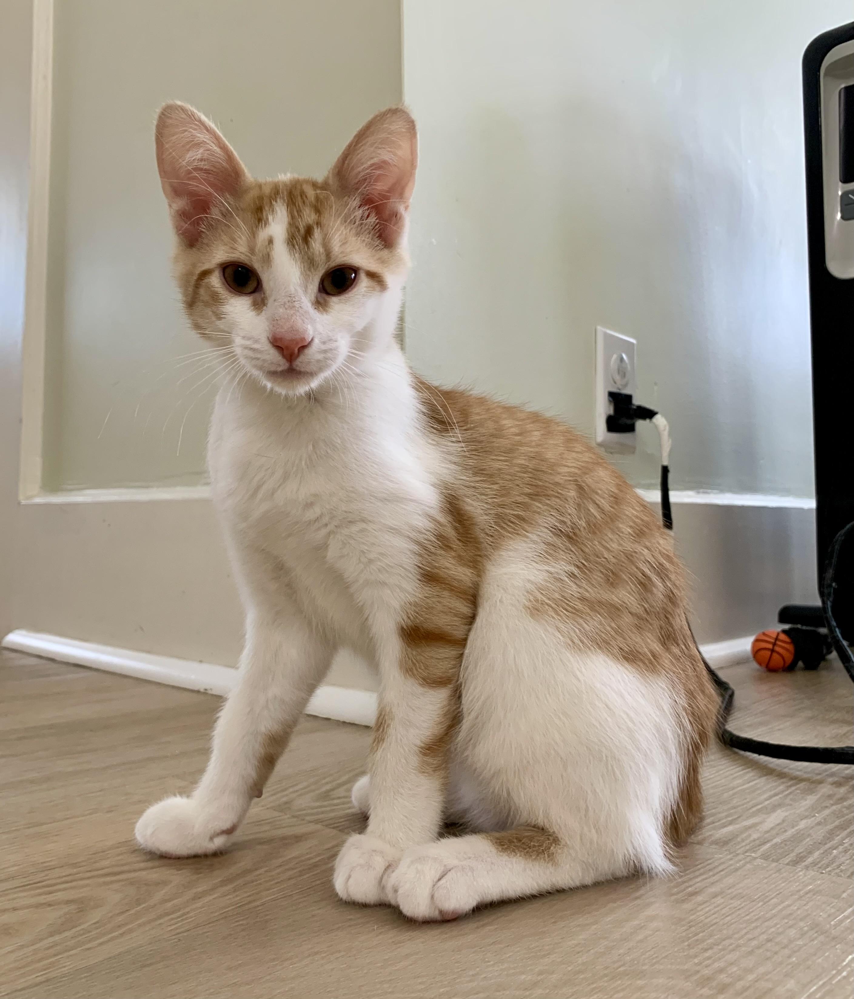 Enlarge Benny, an adoption pending Domestic Short Hair in Montclair, NJ image 5/6