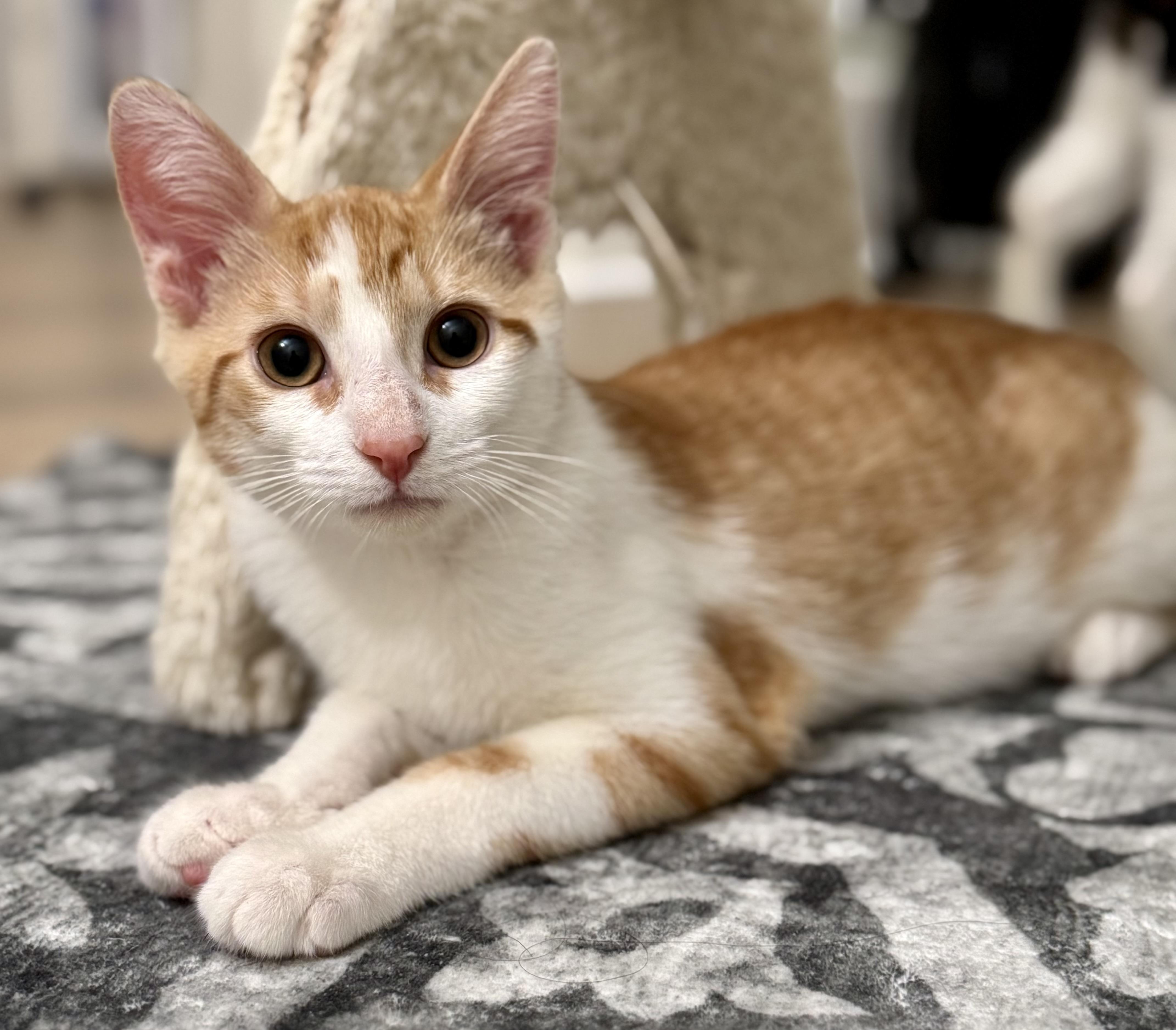 Enlarge Benny, an adoption pending Domestic Short Hair in Montclair, NJ image 4/6