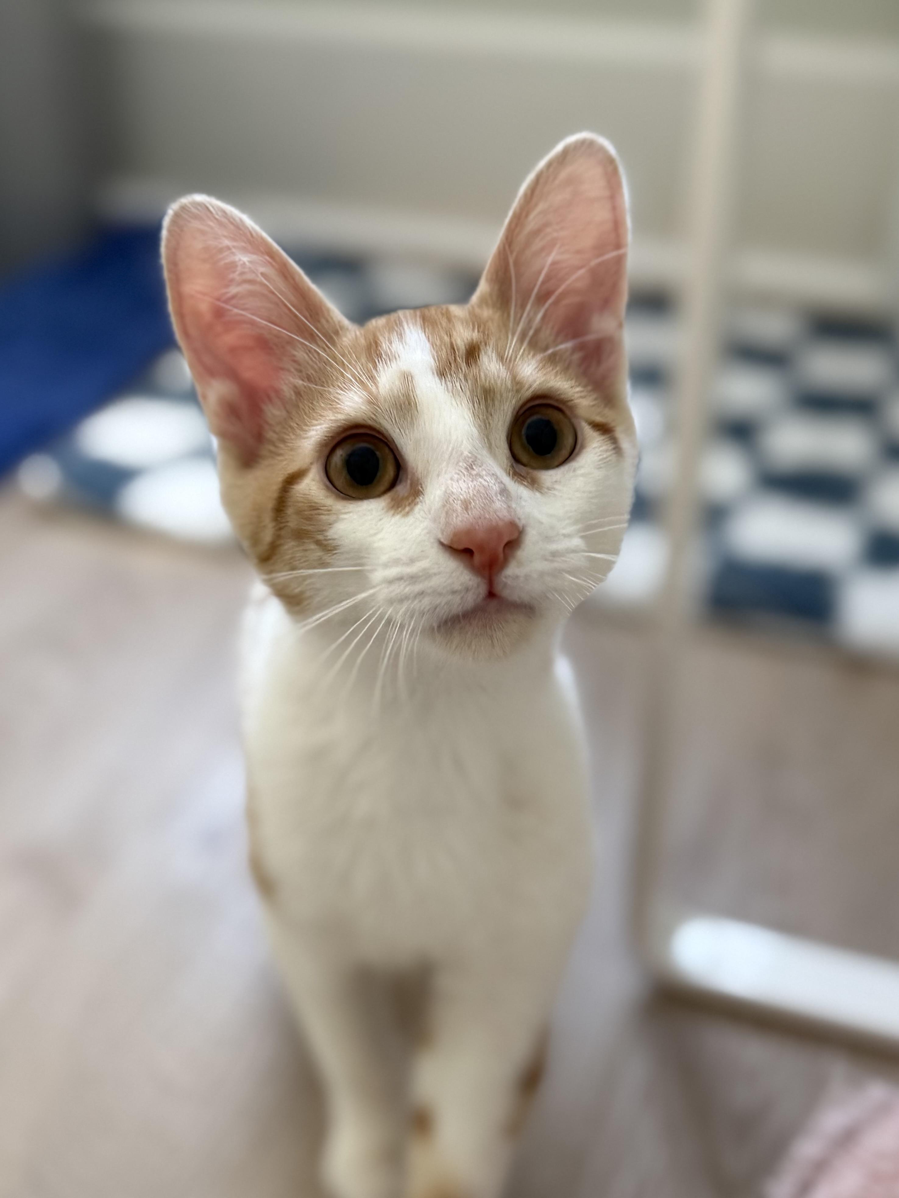 Enlarge Benny, an adoption pending Domestic Short Hair in Montclair, NJ image 3/6