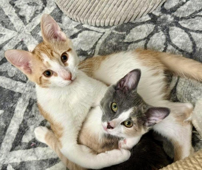 Enlarge Benny, an adoption pending Domestic Short Hair in Montclair, NJ image 2/6