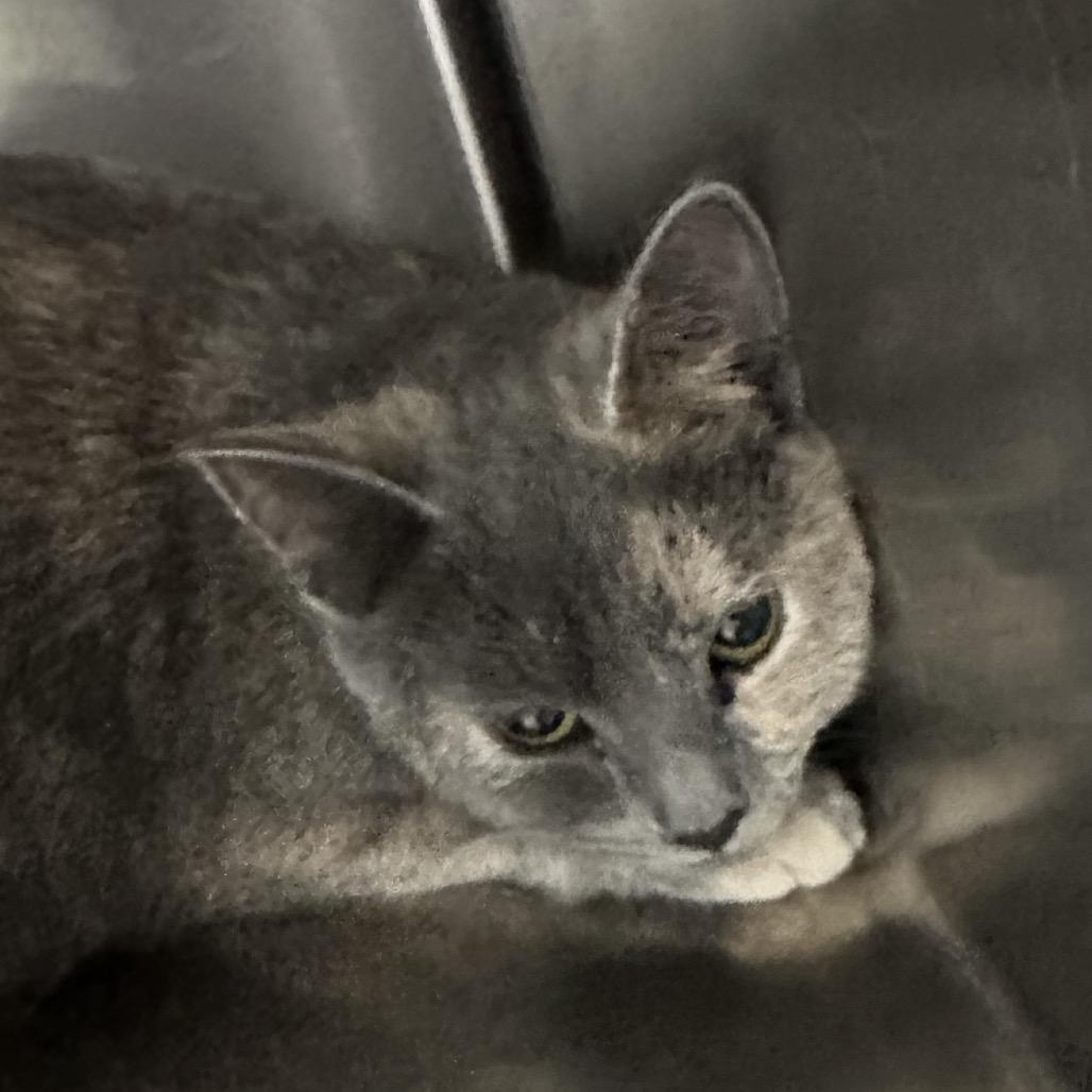 Kinzie, Adoptable, Adult Female Domestic Short Hair.