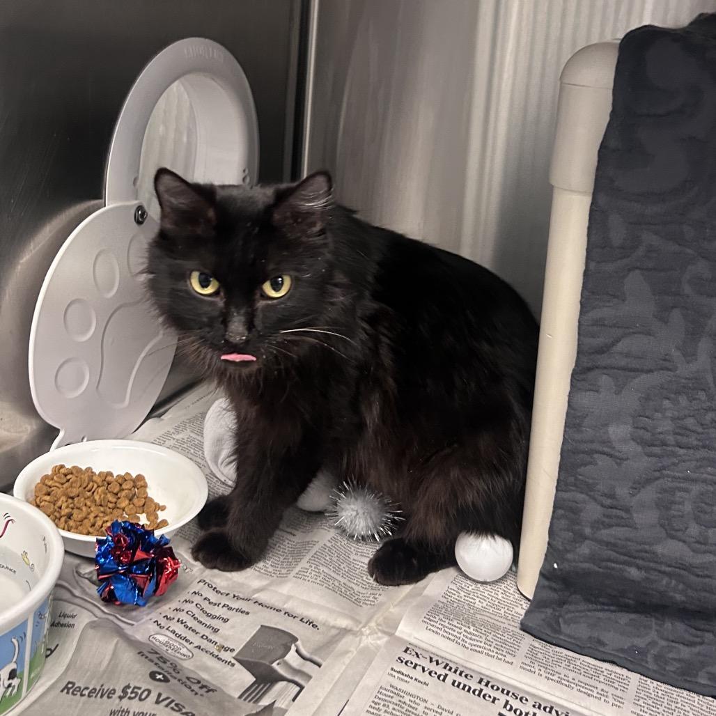 Enlarge Cleopatra, a Adoptable Domestic Medium Hair in Hendersonville, NC image 1/6