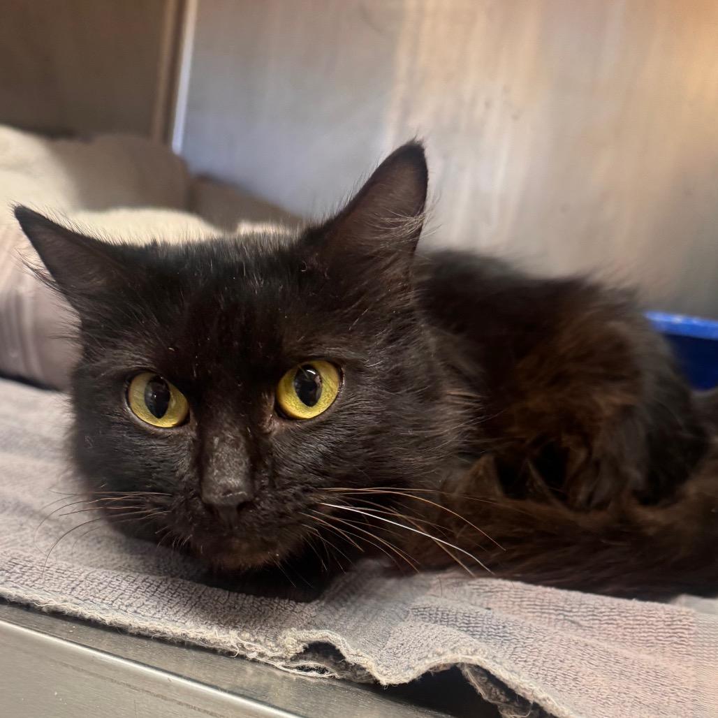 Enlarge Cleopatra, a Adoptable Domestic Medium Hair in Hendersonville, NC image 2/6