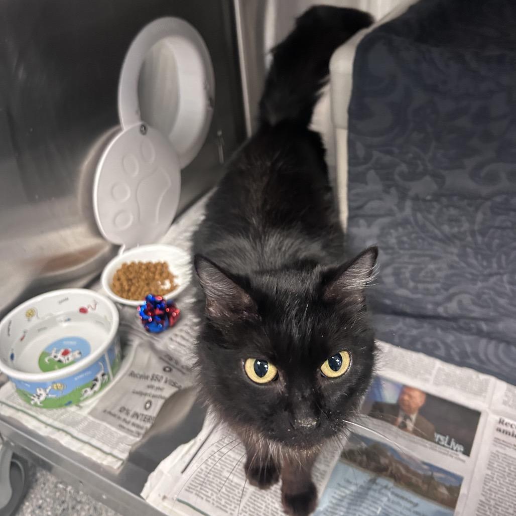 Enlarge Cleopatra, a Adoptable Domestic Medium Hair in Hendersonville, NC image 3/6