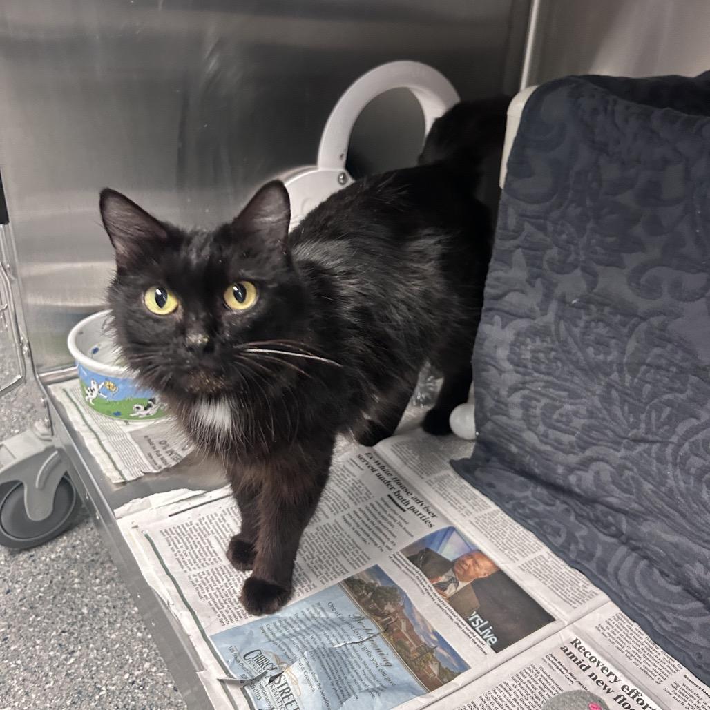 Enlarge Cleopatra, a Adoptable Domestic Medium Hair in Hendersonville, NC image 4/6