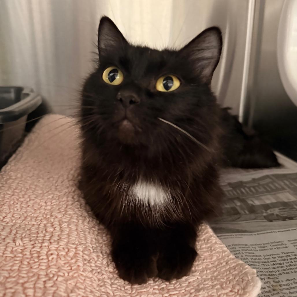 Enlarge Cleopatra, a Adoptable Domestic Medium Hair in Hendersonville, NC image 5/6