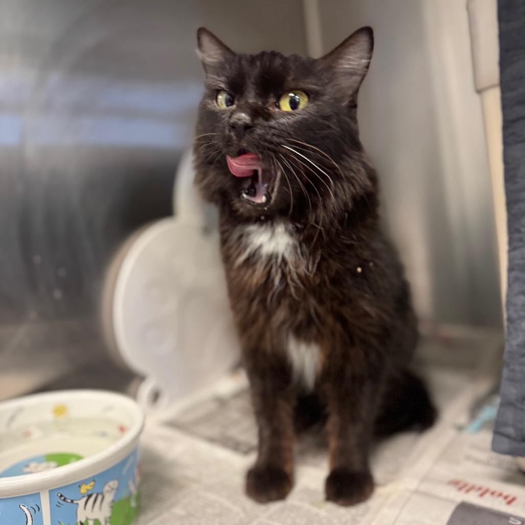 Enlarge Cleopatra, a Adoptable Domestic Medium Hair in Hendersonville, NC image 6/6