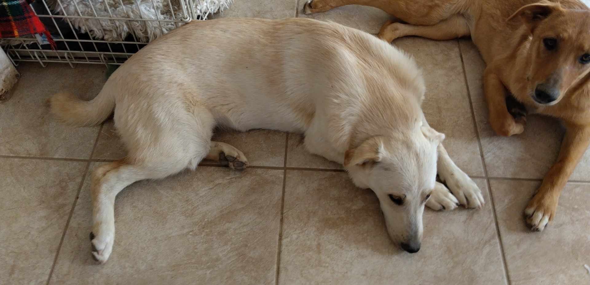 Winslow, a Adoptable mixed breed in Wrightwood, CA image 4/6