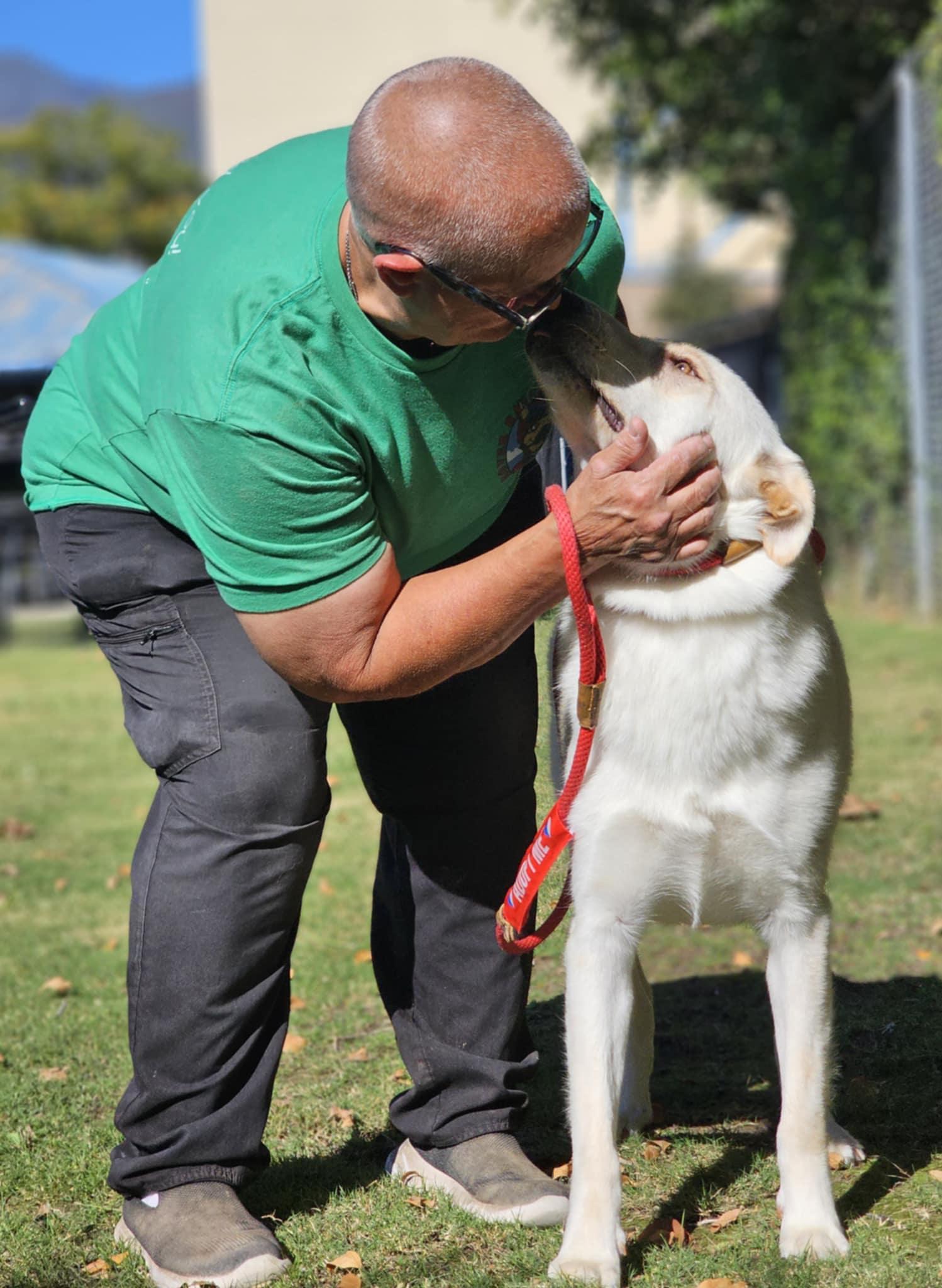 Winslow, a Adoptable mixed breed in Wrightwood, CA image 6/6
