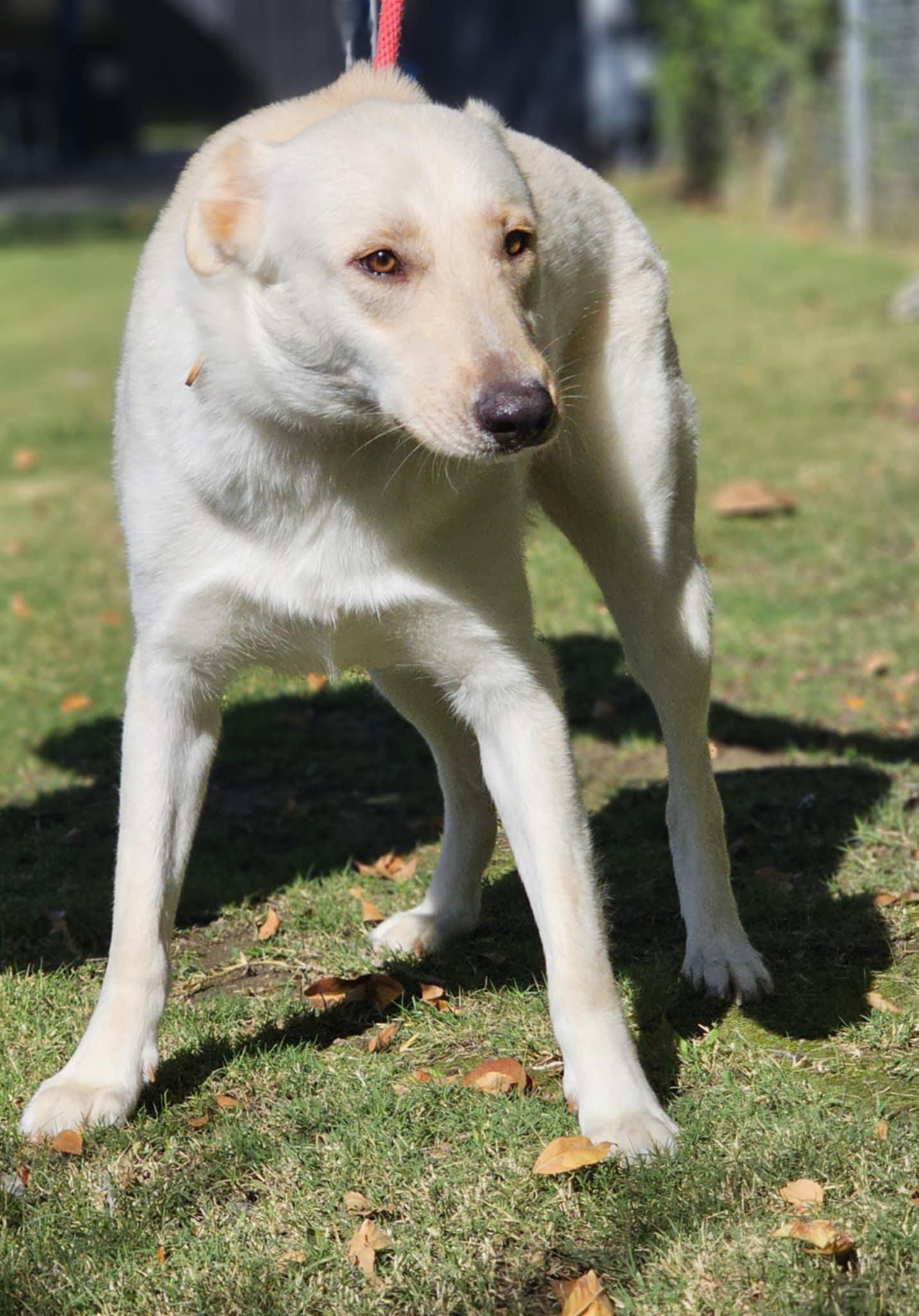 Winslow, a Adoptable mixed breed in Wrightwood, CA image 1/6