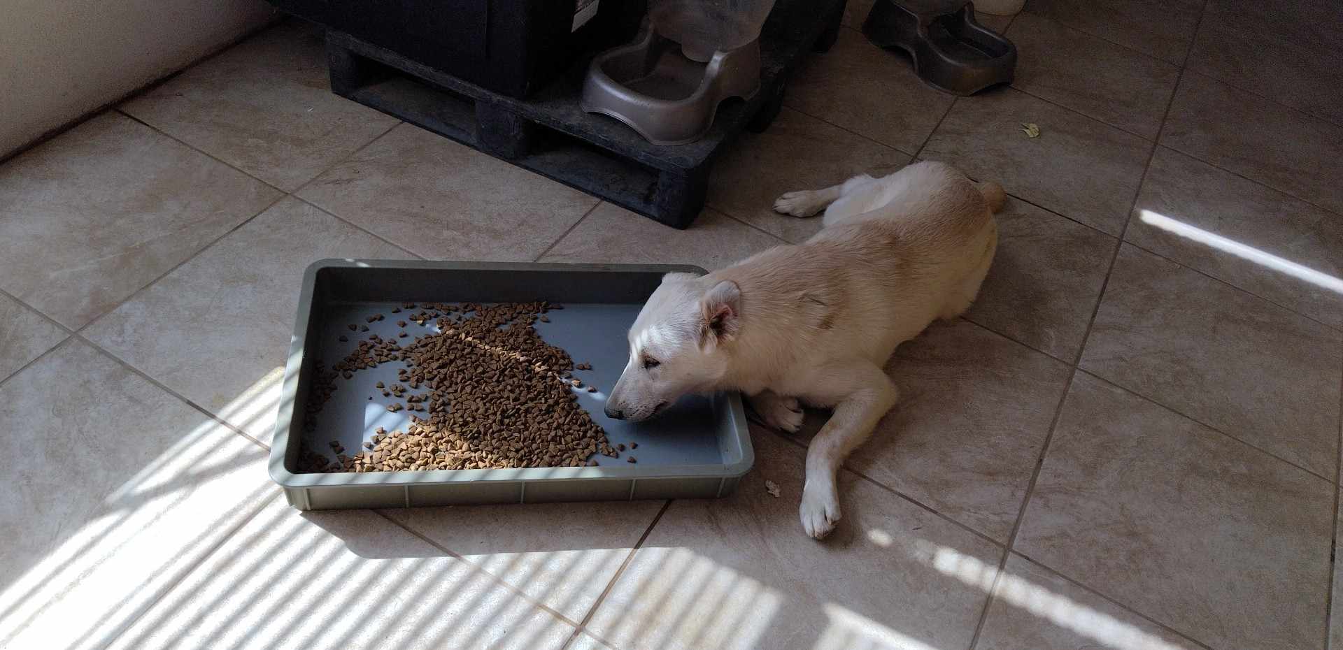 Winslow, a Adoptable mixed breed in Wrightwood, CA image 5/6