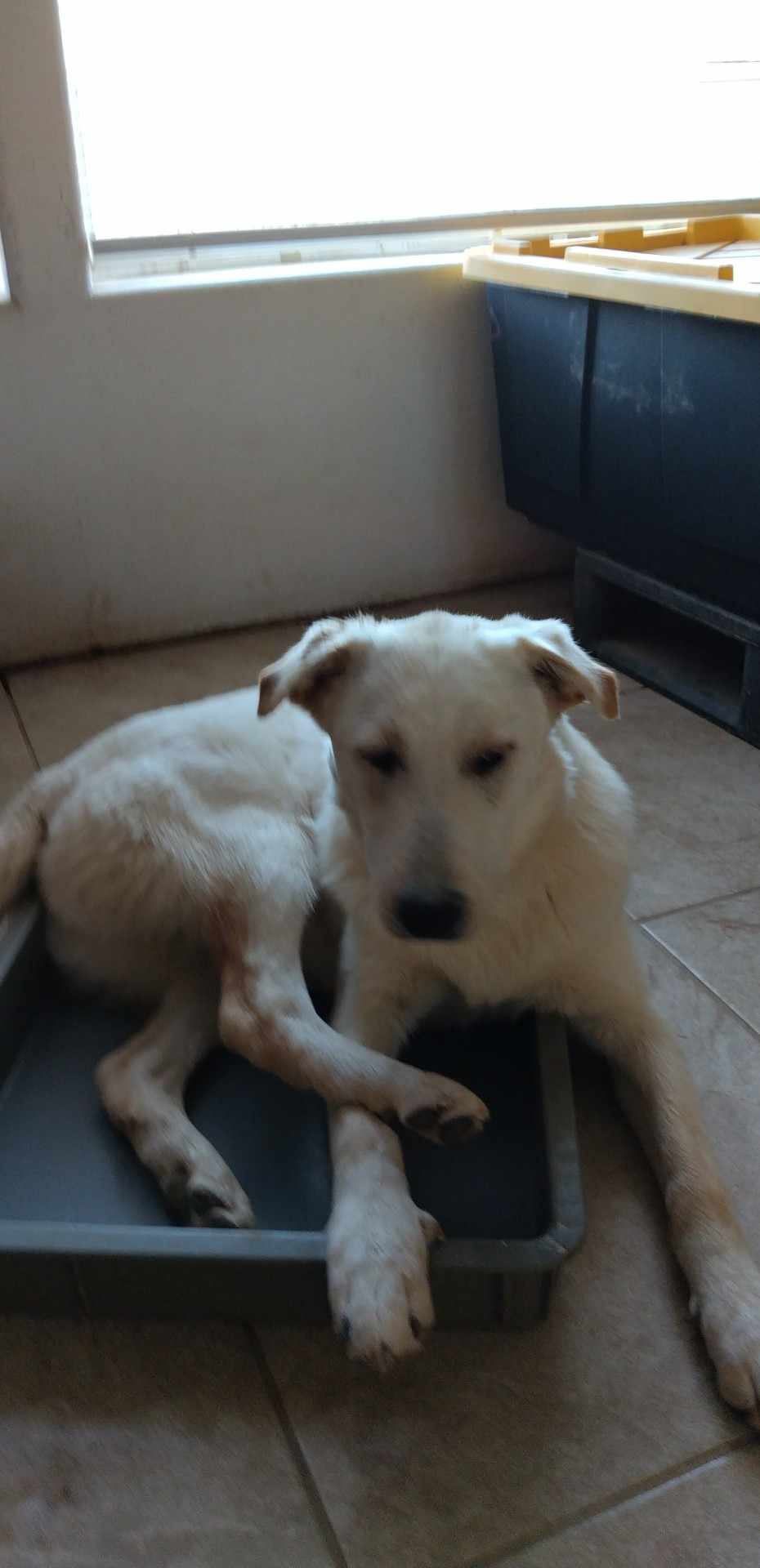 Winslow, a Adoptable mixed breed in Wrightwood, CA image 3/6