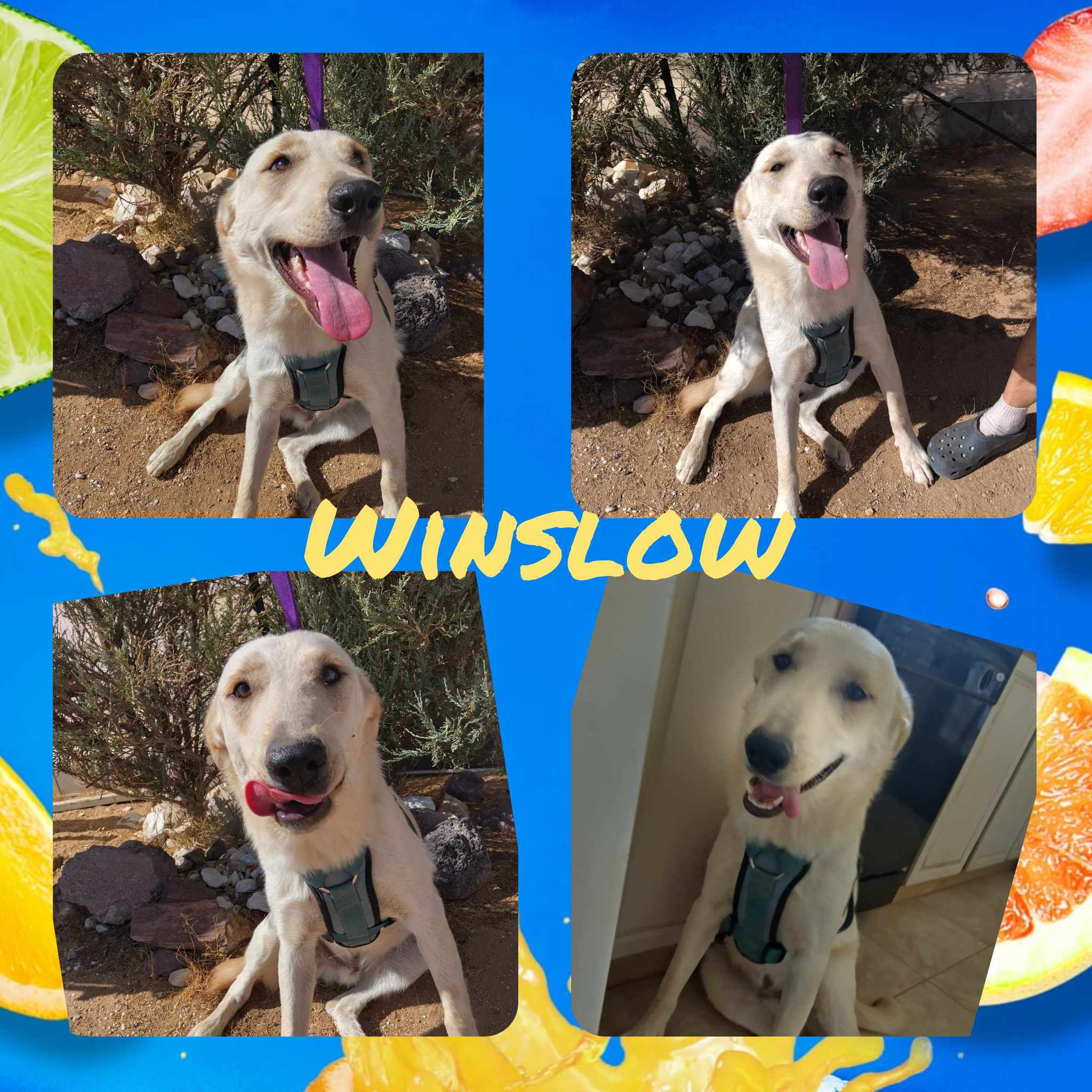 Winslow, a Adoptable mixed breed in Wrightwood, CA image 2/6
