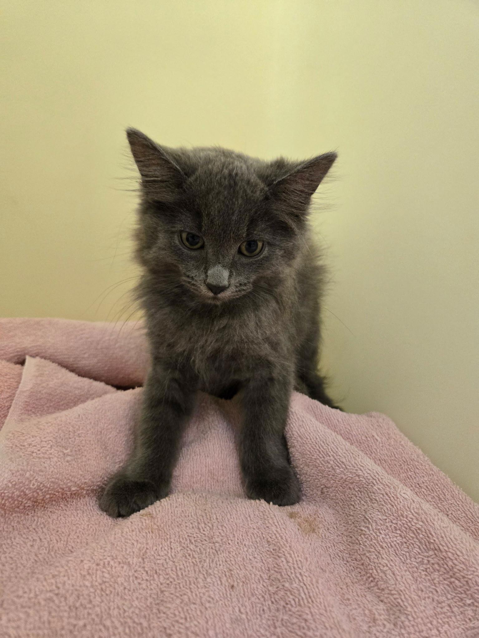 Iris' Pigeon KITTEN, Adopted, Kitten Male Domestic Long Hair.